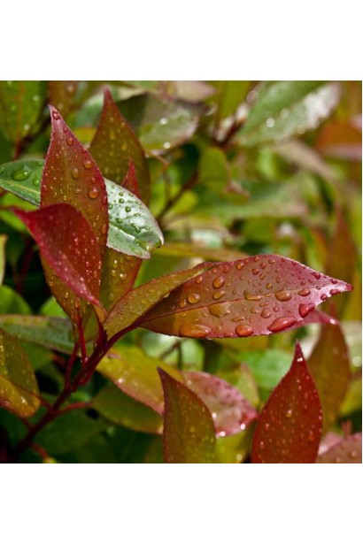Photinia  fraseri Red Robin 